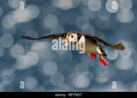 Nahaufnahme der Papageitaucher im Flug, Noss Island, Shetland Inseln. Stockfoto