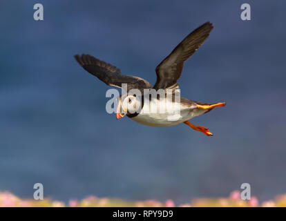 Nahaufnahme der Papageitaucher im Flug über dem Meer Sparsamkeit, Sommer in Schottland, Großbritannien. Stockfoto