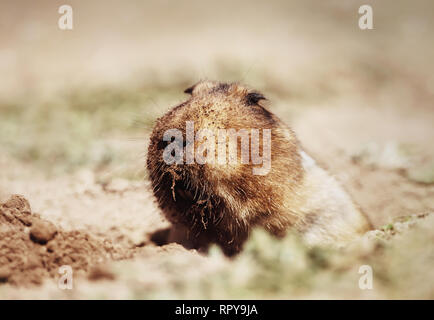 Nahaufnahme einer grossen - vorangegangen Afrikanischen mole - Ratte, Bale Berge, Äthiopien. Stockfoto