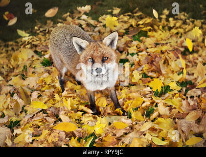 Nahaufnahme eines roten Fuchs stehend auf dem Gras und Blätter im Herbst, UK abgedeckt. Stockfoto