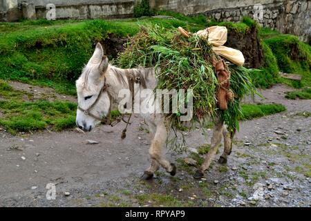 Esel in Puno - Nationalpark Huascaran. Abteilung der Ancash. PERU Stockfoto