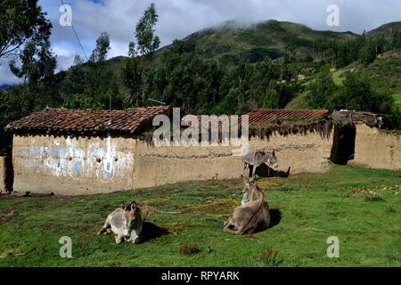 Traditionelle Bauernhof in Puno - Nationalpark Huascaran. Abteilung der Ancash. PERU Stockfoto