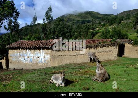 Traditionelle Bauernhof in Puno - Nationalpark Huascaran. Abteilung der Ancash. PERU Stockfoto