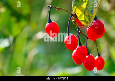 Bittersüße oder Woody Nachtschatten (Solanum dulcamara), in der Nähe eines Clusters von reifen roten Beeren. Stockfoto