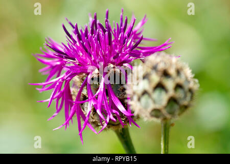 Mehr Flockenblume (centaurea scabiosa), Nahaufnahme, wie eine einzelne Blume mit der Knospe. Stockfoto