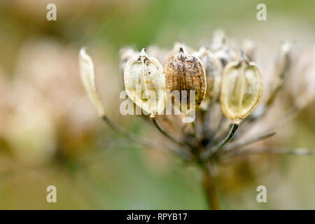 Scharfkraut oder Kuh Pastinaken (heracleum sphondylium), in der Nähe einer Gruppe von Samenkapseln mit geringer Tiefenschärfe. Stockfoto