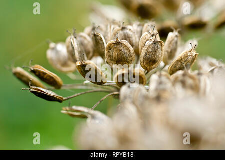 Scharfkraut oder Kuh Pastinaken (heracleum sphondylium), in der Nähe einer Gruppe von Samenkapseln Anfang offen zu teilen und ihre Samen freigeben. Stockfoto