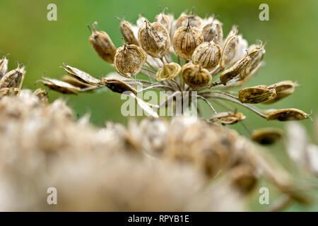 Scharfkraut oder Kuh Pastinaken (heracleum sphondylium), in der Nähe einer Gruppe von Samenkapseln Anfang offen zu teilen und ihre Samen freigeben. Stockfoto