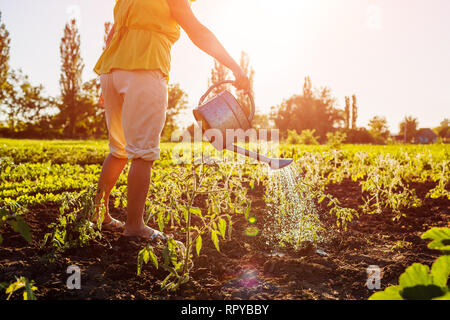 Landwirt köstliche Tomaten Keimlinge aus einer Gießkanne bei Sonnenuntergang in der Landschaft. Agrar- und Landwirtschaft Konzept. Stockfoto
