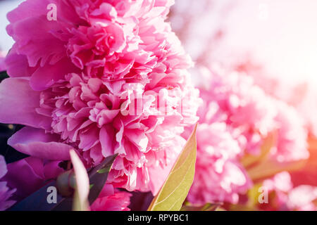 Rosa Pfingstrose blüht im Garten bei Sonnenuntergang. Frühling, Sommer blühen. Blühende Pflanzen im Freien Stockfoto