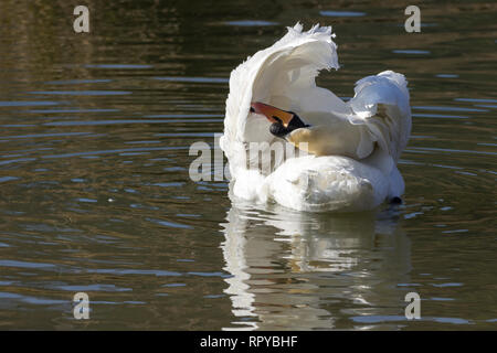 Schwan (Cygnus olor) großen weißen Höckerschwan Orange Rechnung mit schwarzem Sockel und Knopf auf der Basis von Bill. Schwarze Beine und großen schwarzen Schwimmhäuten Grooming Stockfoto