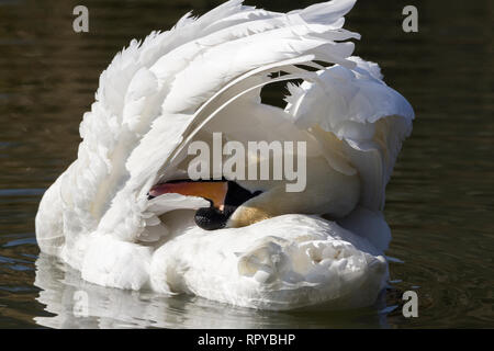 Schwan (Cygnus olor) großen weißen Höckerschwan Orange Rechnung mit schwarzem Sockel und Knopf auf der Basis von Bill. Schwarze Beine und großen schwarzen Schwimmhäuten Grooming Stockfoto