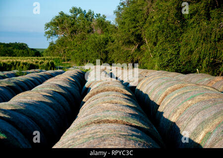 Reihe von Rundballen entlang Feldumriss Stockfoto