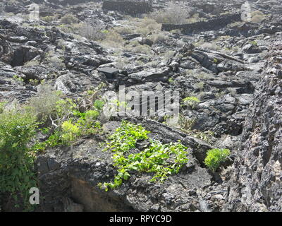 Die Landschaft ist düster, außerhalb der ehemaligen Cesar Manrique's Home in Lanzarote: wilde Landschaft aus schwarzer Lava und gelegentliche Vegetation Stockfoto