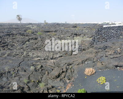 Die Landschaft ist düster, außerhalb der ehemaligen Cesar Manrique's Home in Lanzarote: wilde Landschaft aus schwarzer Lava und gelegentliche Vegetation Stockfoto