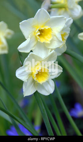 Narcissus „Sweet Love“ Stockfoto