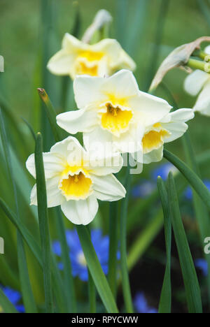 Narcissus „Sweet Love“ Stockfoto