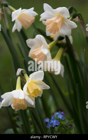 Narcissus „Sweet Smiles“ Stockfoto