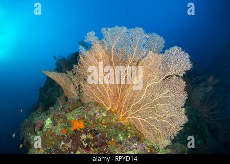 Coral Reef Ridge mit riesigen Meer Lüfter (annella Mollis), Rotes Meer, Ägypten Stockfoto