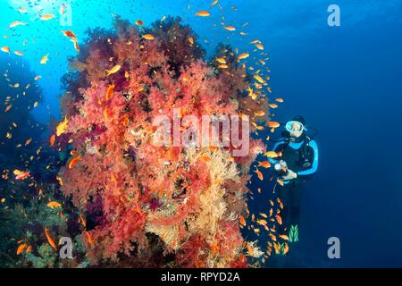 Taucher an großen Korallenblock mit dichter Vegetation von Klunzinger der Weichkorallen (Dendronephthya klunzingeri) mit Suchen Stockfoto