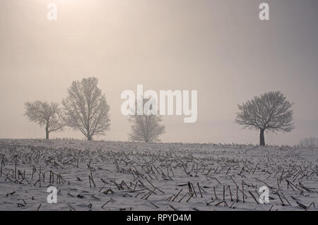 Bäume eingehüllt in Nebel und bedeckt mit einer schweren Raureif mit Blick auf Mais Stroh aus der Ernte des Vorjahres. Im frühen Morgenlicht. Stockfoto