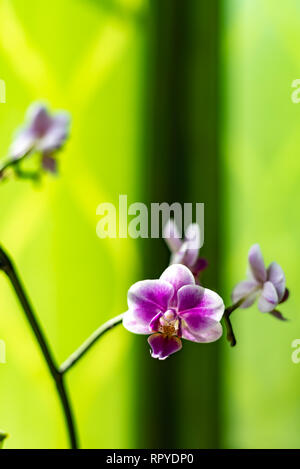 Orchidee mit grünem Hintergrund Deutschland Stockfoto