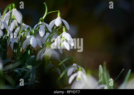 Weißen Schneeglöckchen (Galanthus) Blumen sonnigen Morgen Stockfoto