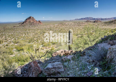 Malerische Landschaften im Organ Pipe Cactus National Monument, Puerto Blanco Loop Road, West Virginia Stockfoto