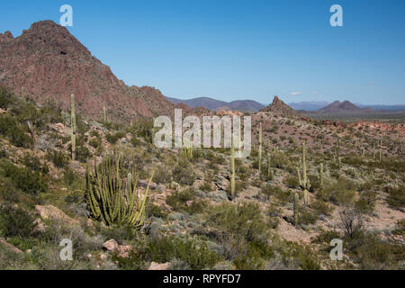 Malerische Landschaften im Organ Pipe Cactus National Monument, Puerto Blanco Loop Road, West Virginia Stockfoto