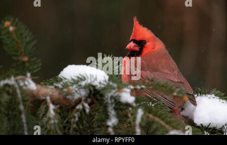 Kardinal im Schnee Stockfoto