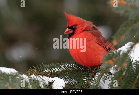 Kardinal im Schnee Stockfoto