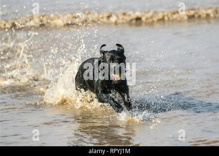 Blackpool, Lancashire. 23. Februar, 2019. UK Wetter. Hell, sonnig warmen Tag an der Küste. Urlauber, Touristen und Besucher das Resort einen kurzen Aufenthalt am Meer genießen, bevor Sie durch die Flut als Bobby gejagt der Labrador genießt eine Planschen im Meer. Credit: MWI/AlamyLiveNews Stockfoto