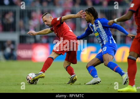 München, Deutschland, 23. Februar, 2019. Hertha BSC, 23. Spieltag in der Allianz Arena. Franck Ribery vom FC Bayern München (l) und Valentino Lazaro von Hertha im Duell um den Ball. Foto: Matthias Balk/dpa - WICHTIGER HINWEIS: In Übereinstimmung mit den Anforderungen der DFL Deutsche Fußball Liga oder der DFB Deutscher Fußball-Bund ist es untersagt, zu verwenden oder verwendet Fotos im Stadion und/oder das Spiel in Form von Bildern und/oder Videos - wie Foto Sequenzen getroffen haben. Quelle: dpa Picture alliance/Alamy Leben Nachrichten Quelle: dpa Picture alliance/Alamy leben Nachrichten Stockfoto