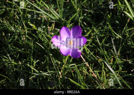 Lila und Weiß krokus Blumen kam gerade aus der Lampe am Ende des Winters in 2019 in Van, die Niederlande Stockfoto