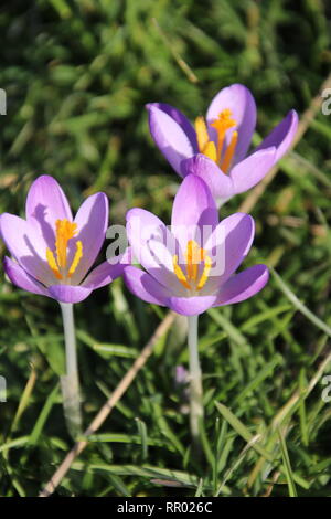 Lila und Weiß krokus Blumen kam gerade aus der Lampe am Ende des Winters in 2019 in Van, die Niederlande Stockfoto