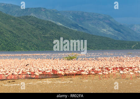 Der Vogel Markt in Afrika. Eine Herde von rosafarbenen Flamingos am Ufer des Lake Baringo. Kenia, Afrika Stockfoto