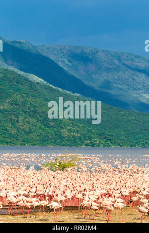 Herde von rosafarbenen Flamingos am Lake Baringo. Kenia, Afrika Stockfoto