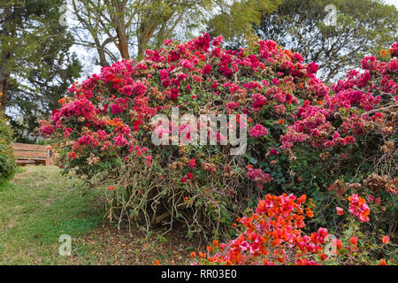 Schöne Blüte Bush. Aberdare, Kenia Stockfoto