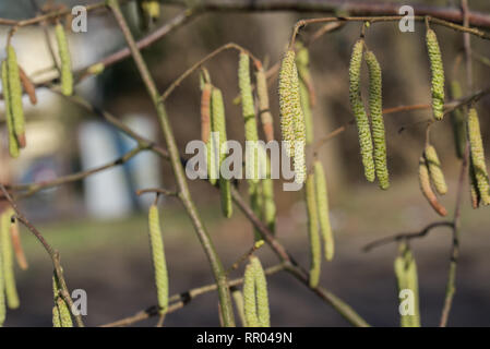 Hazel palmkätzchen auf Zweig an einem sonnigen Tag im Frühjahr Stockfoto