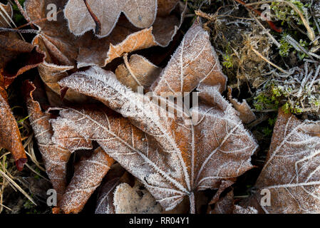 Ahornblätter mit weißem Rauhreif Makro abgedeckt Stockfoto