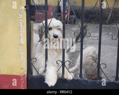 GUATEMALA - Sean Sprague foto Caminando por la Paz, Maryknoll Affiliate Vorhaben im Rahmen der Unterstützung der armen Kinder von Guatemala City Barrio 18. Lokale Hund. Stockfoto