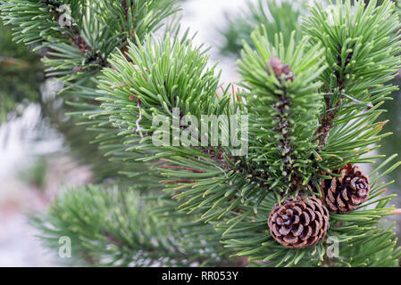 Mountain Pine Zweig mit Kegel closeup Stockfoto