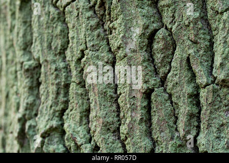 Grüne moosige Eiche Baum Rinde Hintergrund Textur Stockfoto