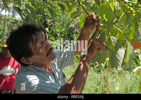 GUATEMALA Workshop für Landwirte zur nachhaltigen, ökologischen Gartenbau, durch die Katholische Kirche, El Remate, Peten organisiert. Cesar Cacao (gestreifte T-Shirt), Ausbilder in der ökologischen Landwirtschaft für die Gemeinde Santa Elena, eine Demonstration auf dem Pfropfen avocadobäume. Stockfoto