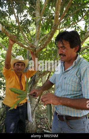 GUATEMALA Workshop für Landwirte zur nachhaltigen, ökologischen Gartenbau, durch die Katholische Kirche, El Remate, Peten organisiert. Cesar Cacao (gestreifte T-Shirt), Ausbilder in der ökologischen Landwirtschaft für die Gemeinde Santa Elena, eine Demonstration auf dem Pfropfen avocadobäume. Stockfoto