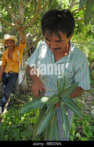 GUATEMALA Workshop für Landwirte zur nachhaltigen, ökologischen Gartenbau, durch die Katholische Kirche, El Remate, Peten organisiert. Cesar Cacao (gestreifte T-Shirt), Ausbilder in der ökologischen Landwirtschaft für die Gemeinde Santa Elena, eine Demonstration auf dem Pfropfen avocadobäume. Stockfoto