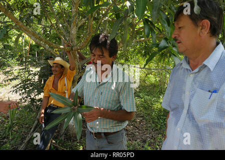 GUATEMALA Workshop für Landwirte zur nachhaltigen, ökologischen Gartenbau, durch die Katholische Kirche, El Remate, Peten organisiert. Cesar Cacao (gestreifte T-Shirt), Ausbilder in der ökologischen Landwirtschaft für die Gemeinde Santa Elena, eine Demonstration auf dem Pfropfen avocadobäume. Stockfoto