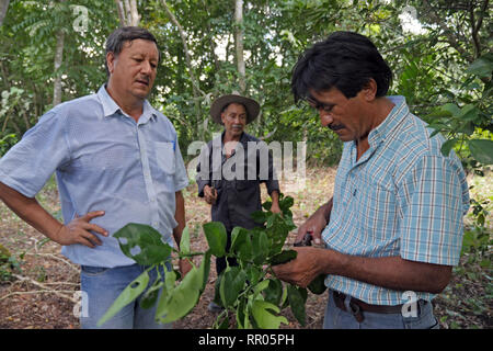 GUATEMALA Workshop für Landwirte zur nachhaltigen, ökologischen Gartenbau, durch die Katholische Kirche, El Remate, Peten organisiert. Cesar Cacao (gestreifte T-Shirt), Ausbilder in der ökologischen Landwirtschaft für die Gemeinde Santa Elena, eine Demonstration auf dem Pfropfen avocadobäume. Stockfoto