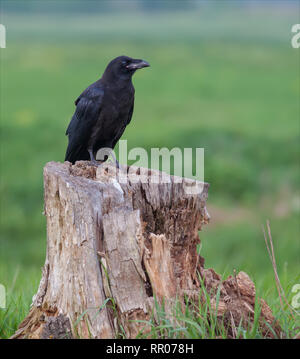 Gemeinsame Raben auf einen großen Baumstumpf Stockfoto