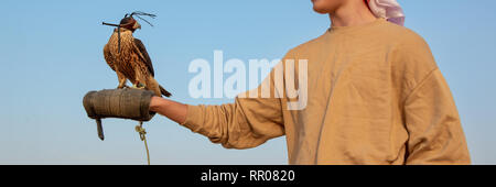 Touristische Holding ein Falke mit einer Haube aus Leder. Falknerei in der Wüste in der Nähe von Dubai, Vereinigte Arabische Emirate Stockfoto